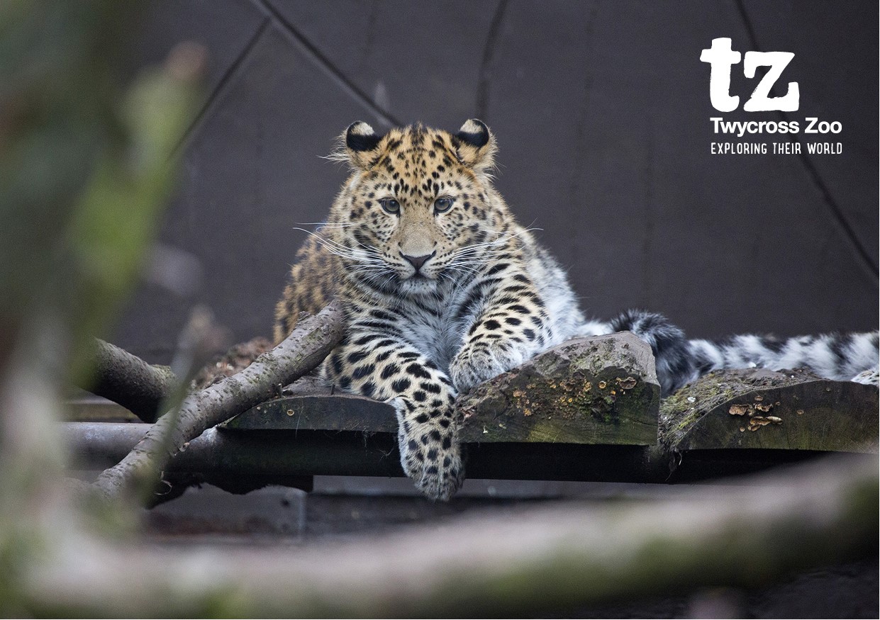 Twycross Zoo