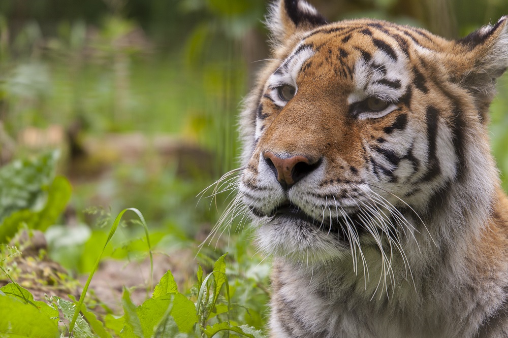 Whipsnade Zoo