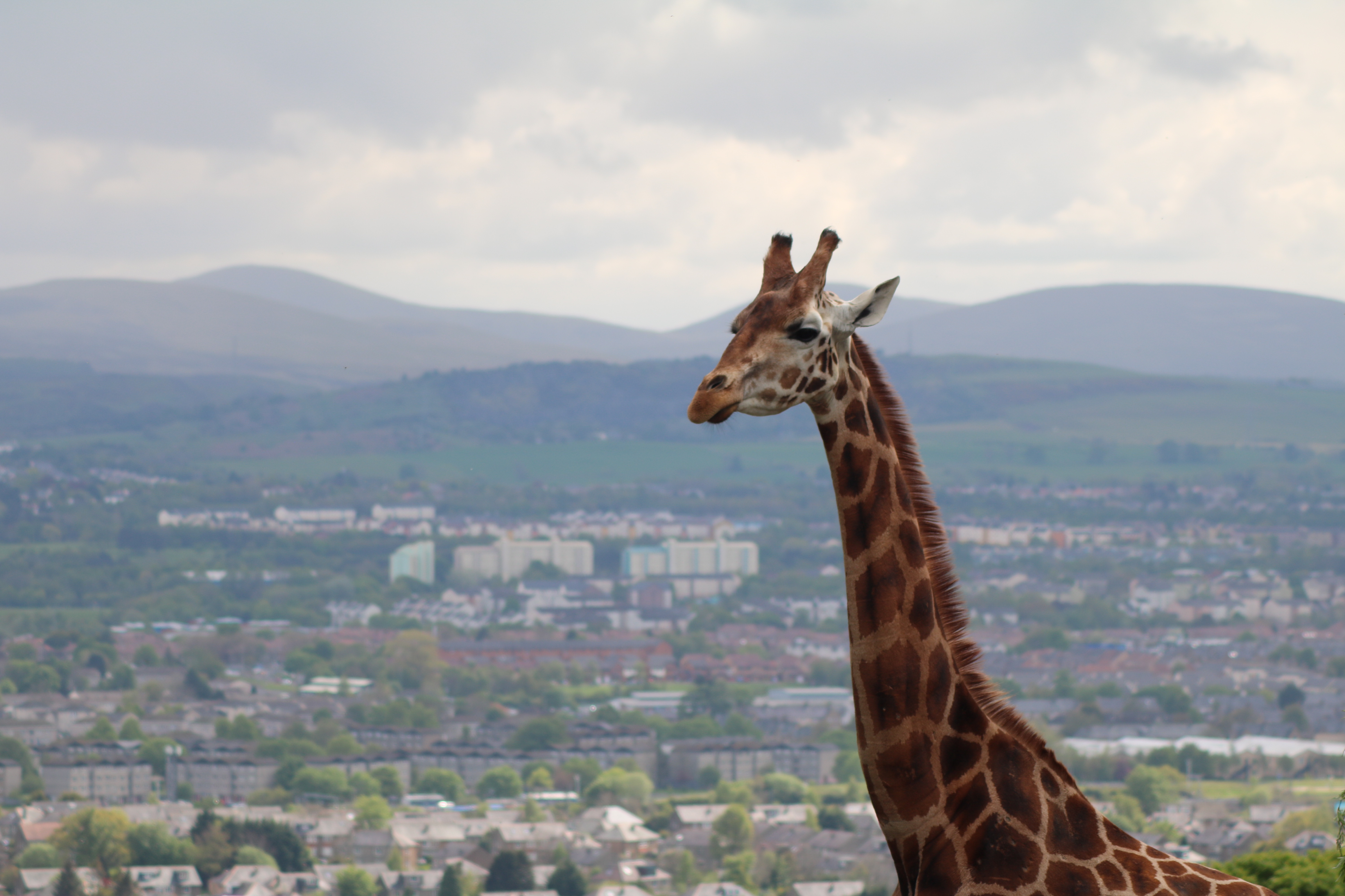 Edinburgh Zoo's Giraffe