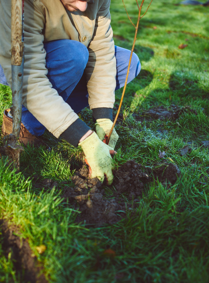levy_sapling_tree_planting_5.jpg