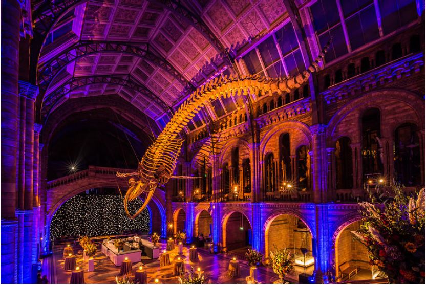 “Hope”, a 25.2 metre-long blue whale skeleton at the Natural History Museum