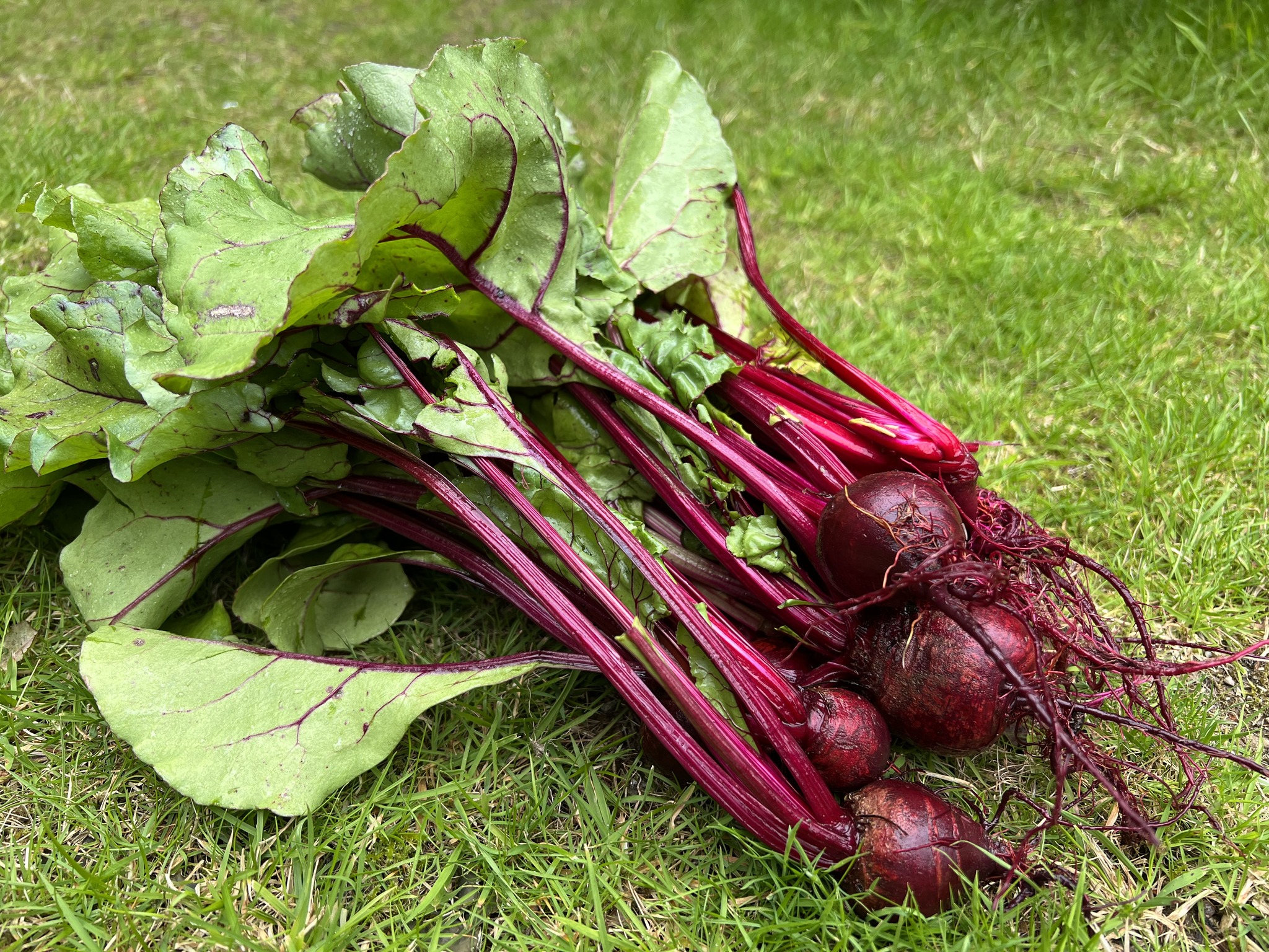 'Artisan Grower' Beetroot