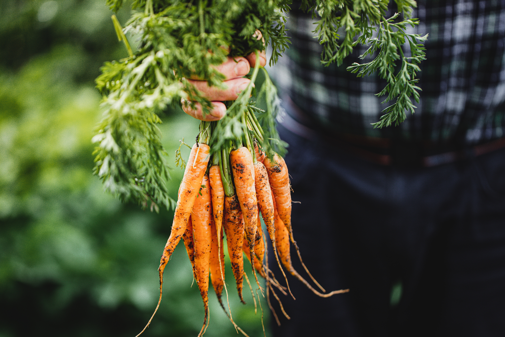 Carrots